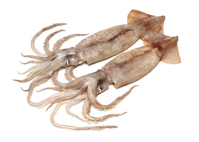 Squid