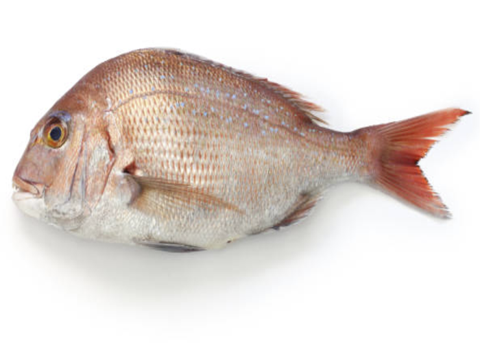 Red porgy