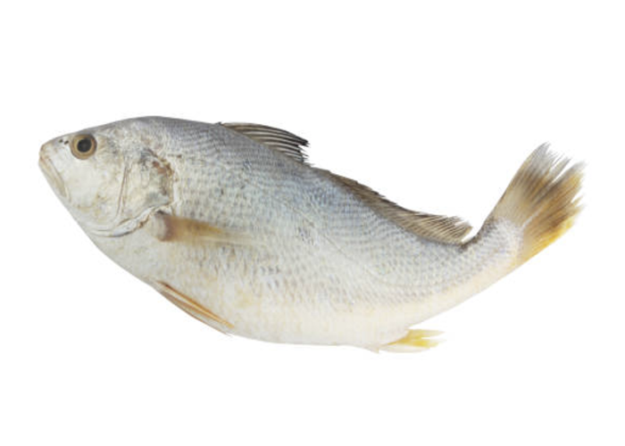 white croaker