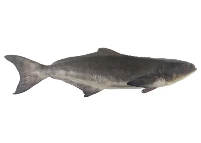 Cobia