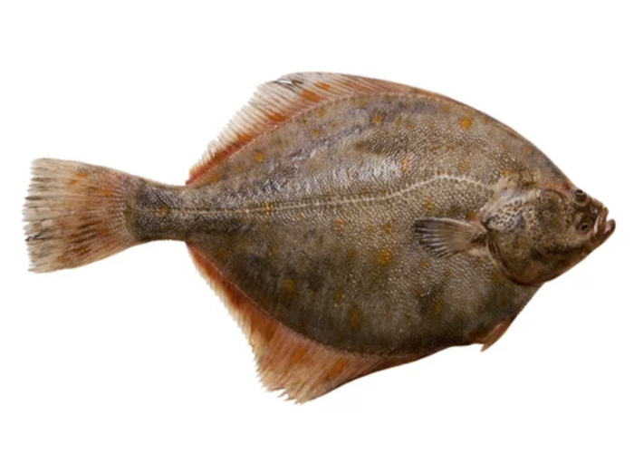 flounder